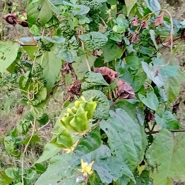 Abroma augustum Leaf