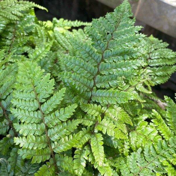 Polystichum braunii पत्ता