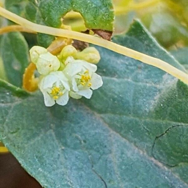 Cuscuta campestris Kvet