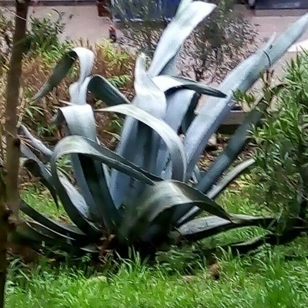 Agave americana Φύλλο