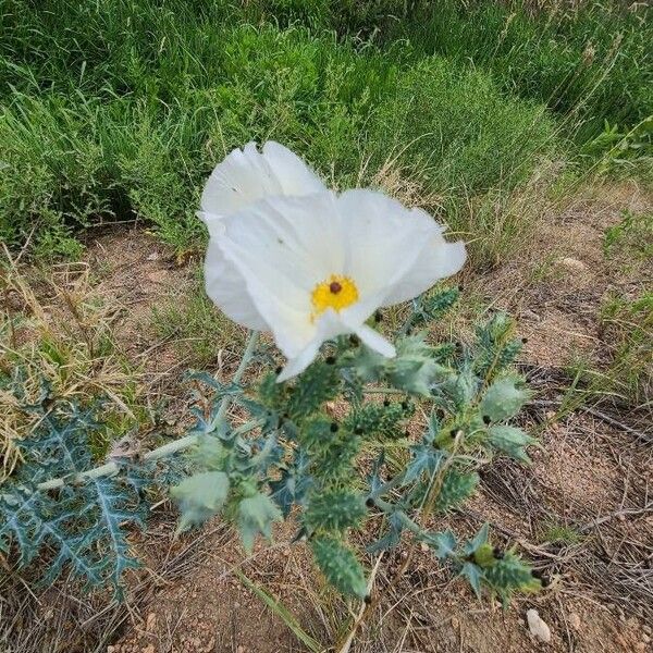 Argemone albiflora Flower