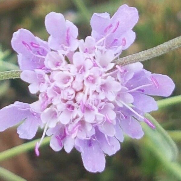 Scabiosa triandra Λουλούδι