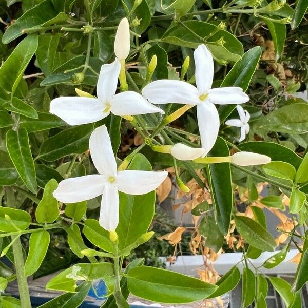 Jasminum azoricum Λουλούδι