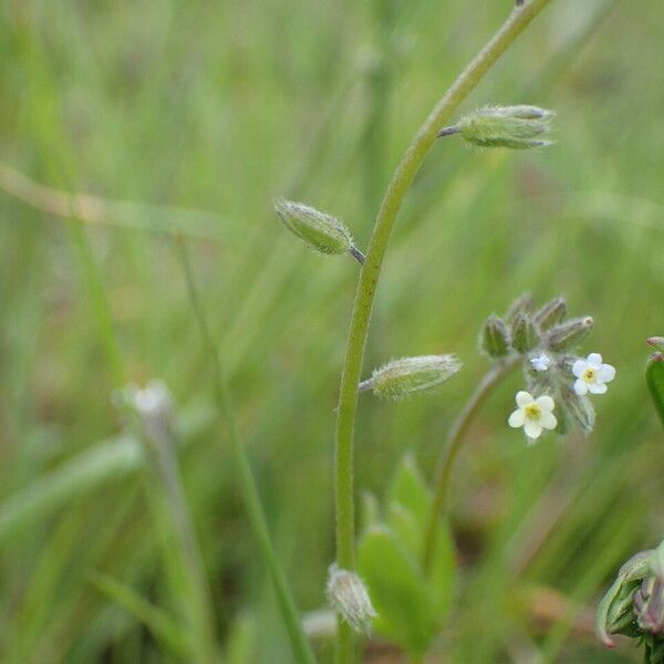 Myosotis discolor ফল