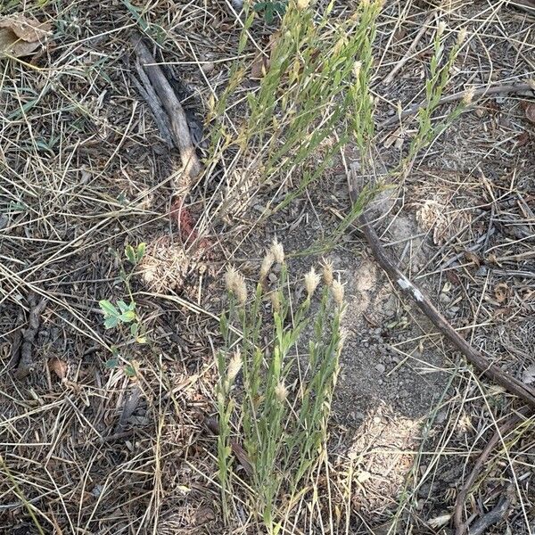 Leuzea repens Habitus