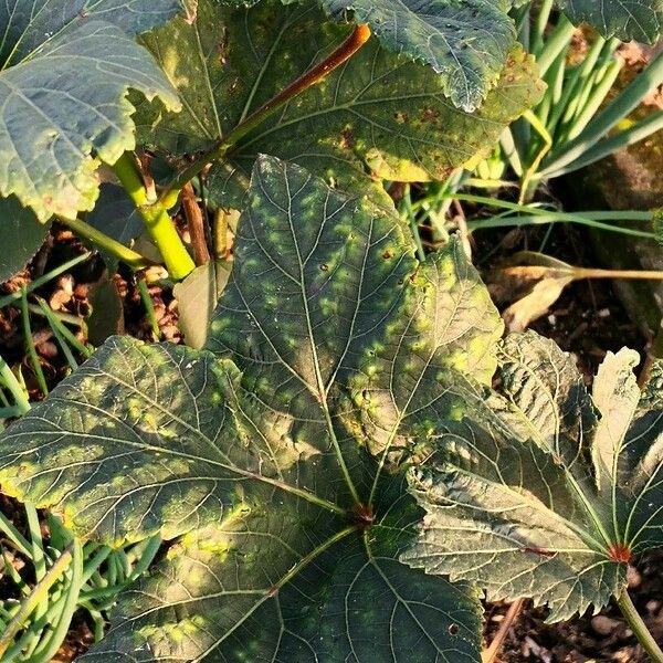 Abelmoschus esculentus Folha