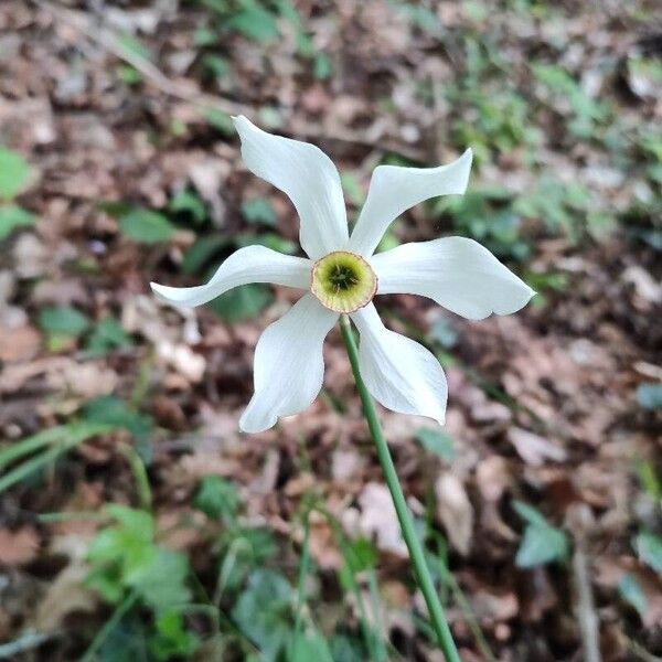 Narcissus poeticus Flower