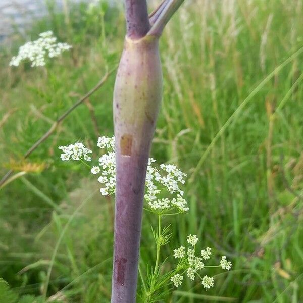 Chaerophyllum bulbosum Rhisgl