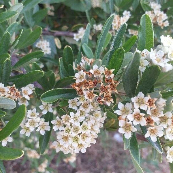 Pyracantha coccinea Flor