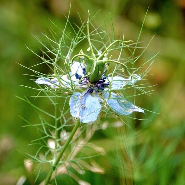 Nigella damascena Habit