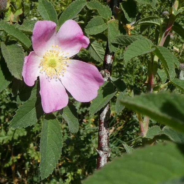 Rosa villosa Flor