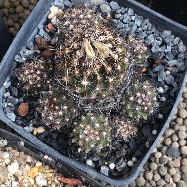 Coryphantha neglecta