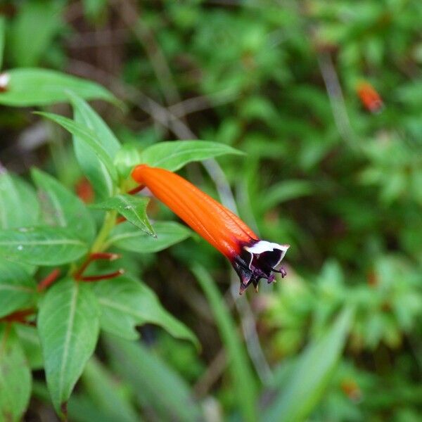 Cuphea ignea Flower