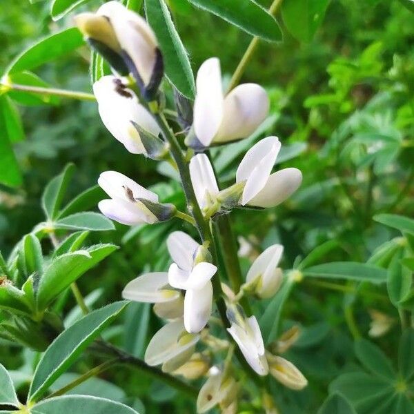 Lupinus albus Цветок
