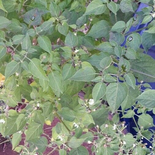 Capsicum baccatum Folla