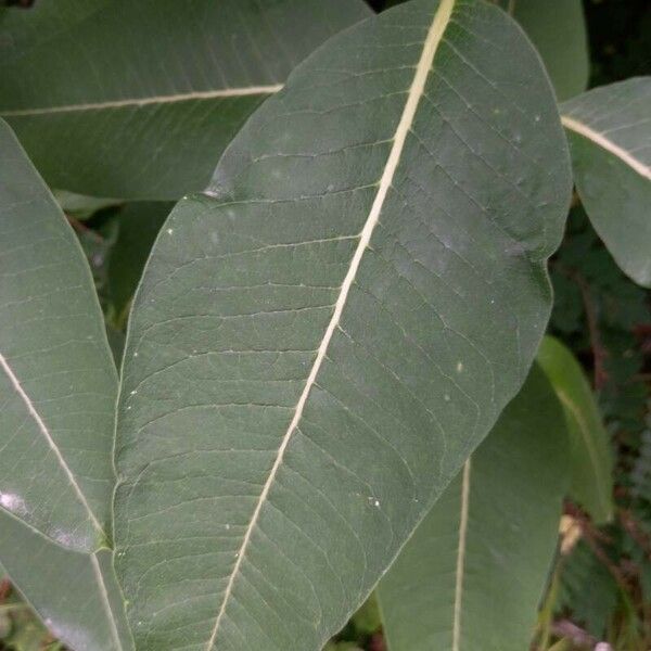 Asclepias syriaca Folio