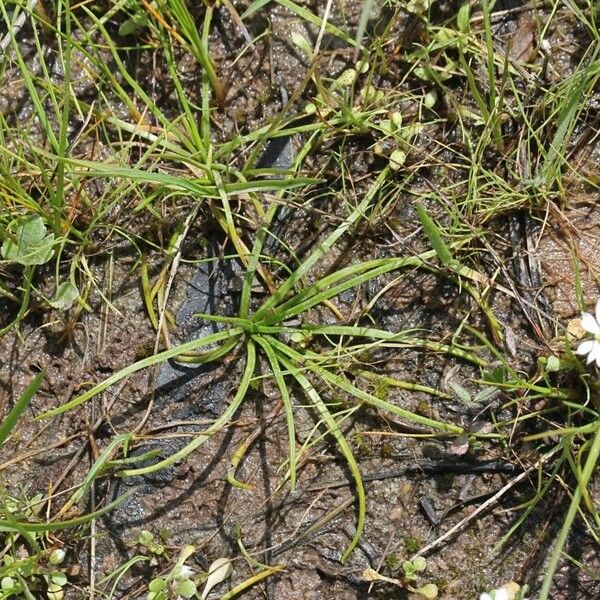 Isoetes longissima ശീലം