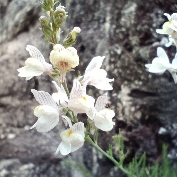 Linaria repens പുഷ്പം