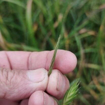 Bromus catharticus Flor