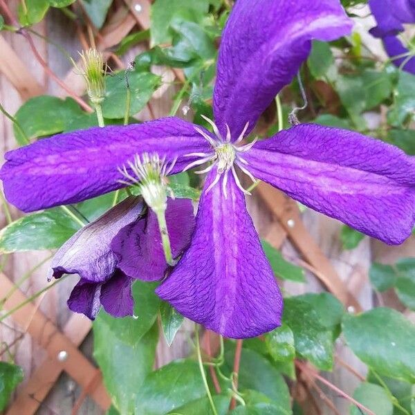 Clematis viticella Fiore