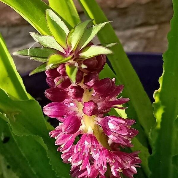 Eucomis autumnalis 花