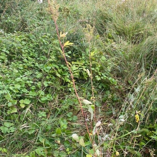 Filipendula ulmaria Агульны выгляд