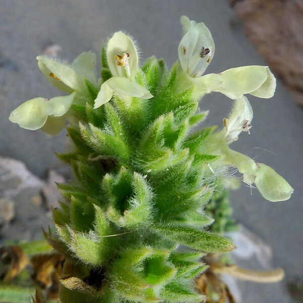 Stachys maritima Blodyn