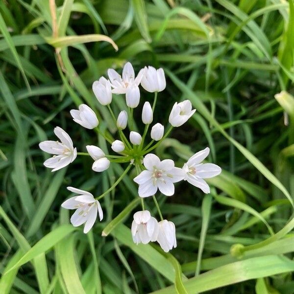 Allium neapolitanum Квітка