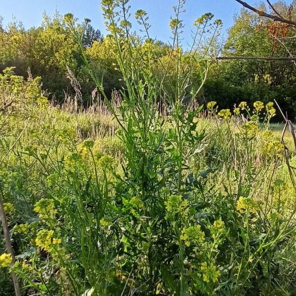 Sisymbrium loeselii Habit