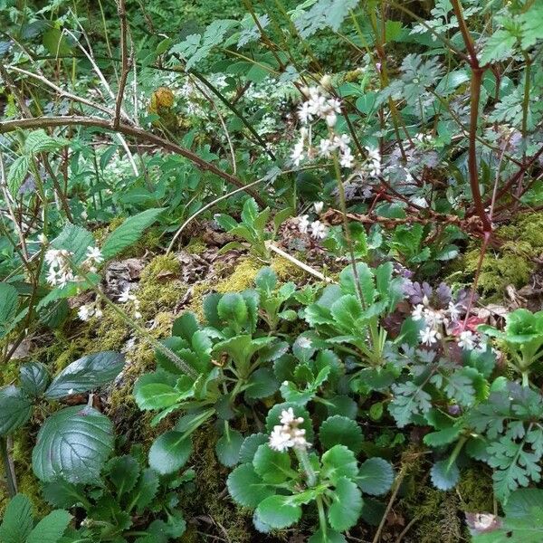 Saxifraga spathularis Virág