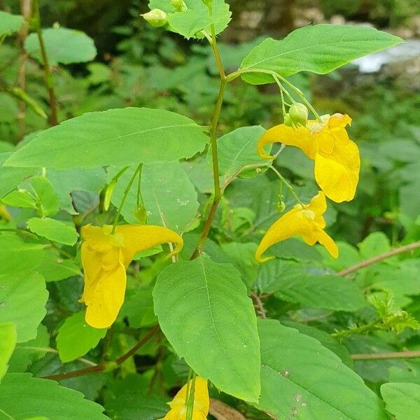 Impatiens noli-tangere Flower