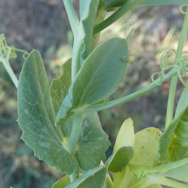 Lathyrus ochrus Leaf