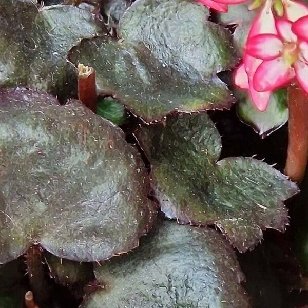 Saxifraga cortusifolia Leaf