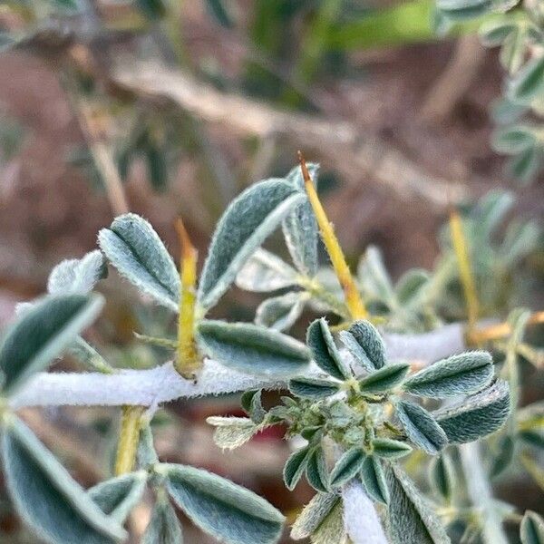 Indigofera spinosa Folha