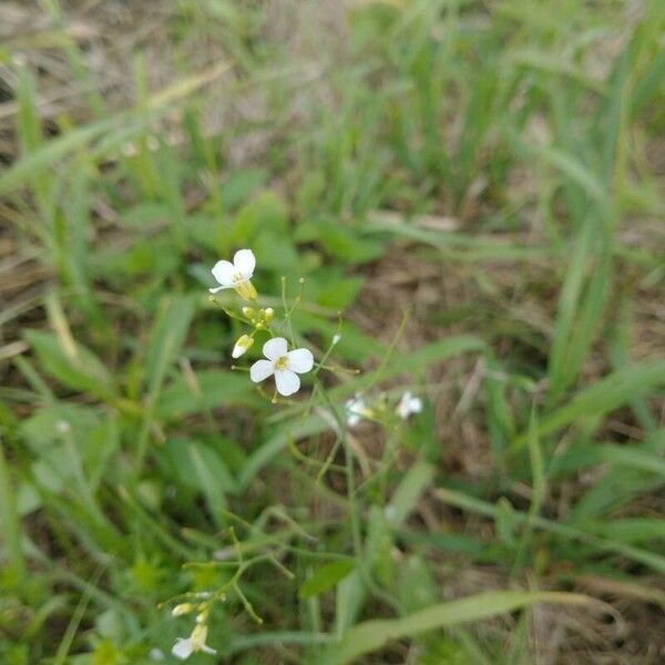 Arabidopsis arenosa Kwiat