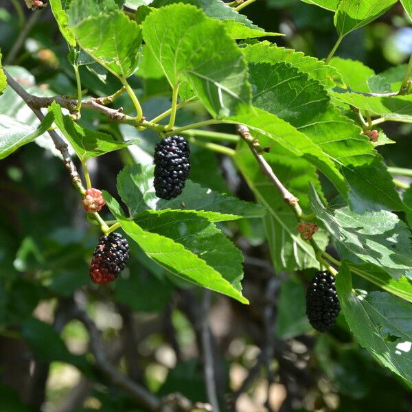 Morus nigra Flower