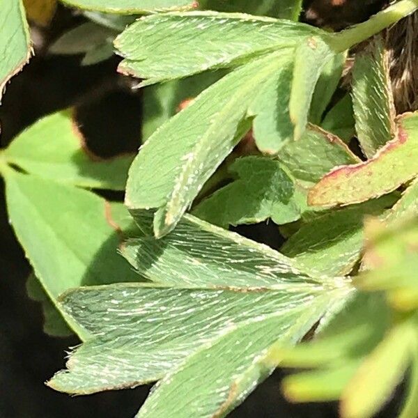 Sibbaldia procumbens Blad