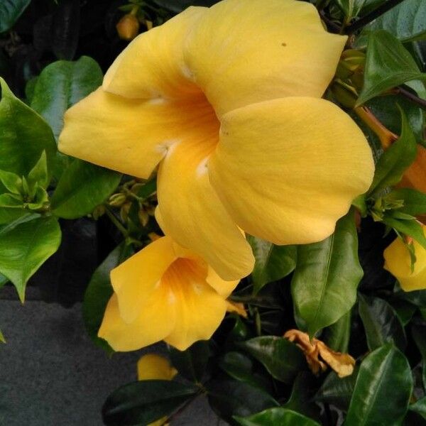 Allamanda cathartica Leht