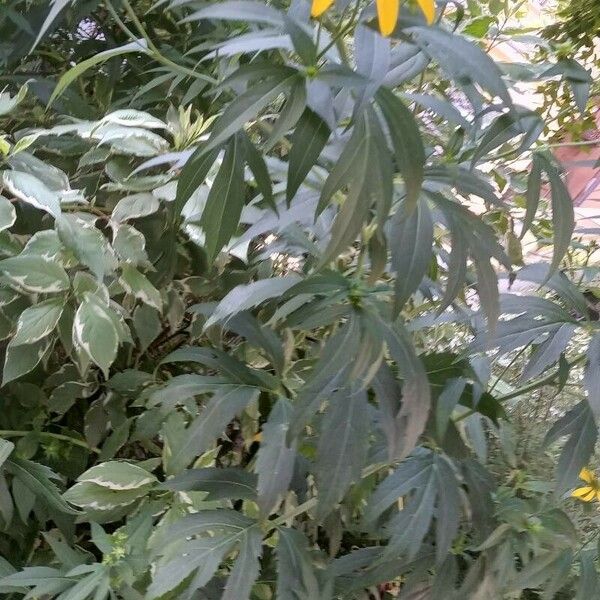 Rudbeckia laciniata 整株植物