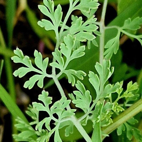 Fumaria officinalis برگ