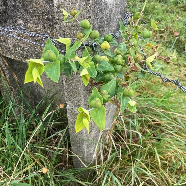 Euphorbia lathyris Habit