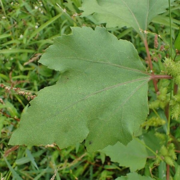 Xanthium orientale Leaf