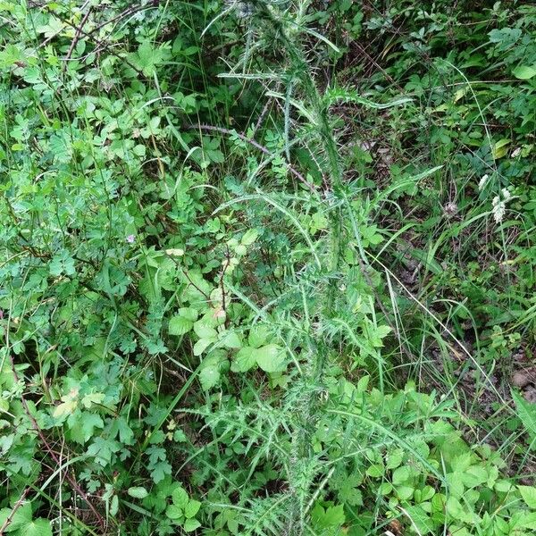 Cirsium palustre Habit