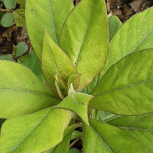 Lysimachia clethroides Feuille