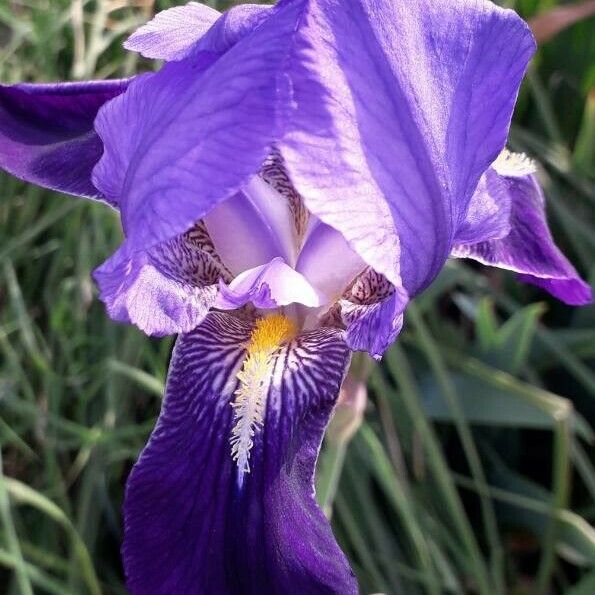 Iris × germanica Blüte