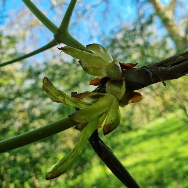 Aesculus turbinata Altres