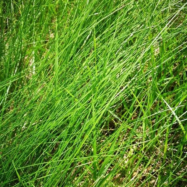 Equisetum scirpoides Lapas