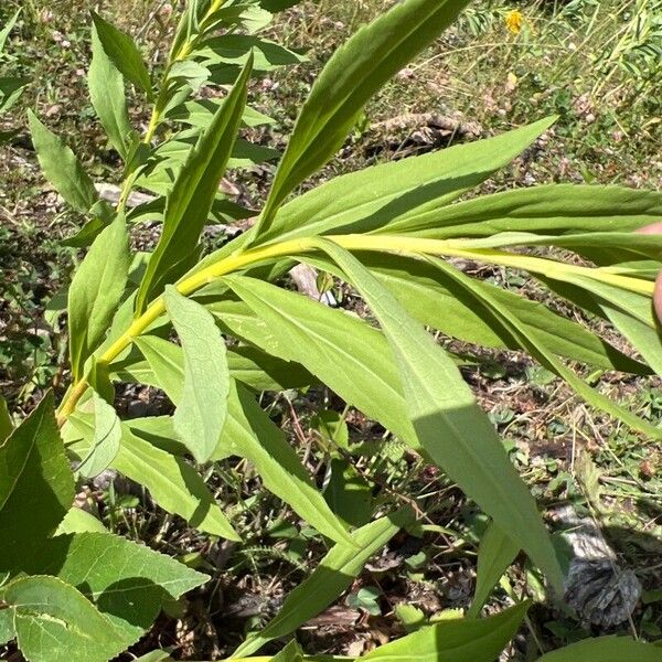 Solidago gigantea Blad