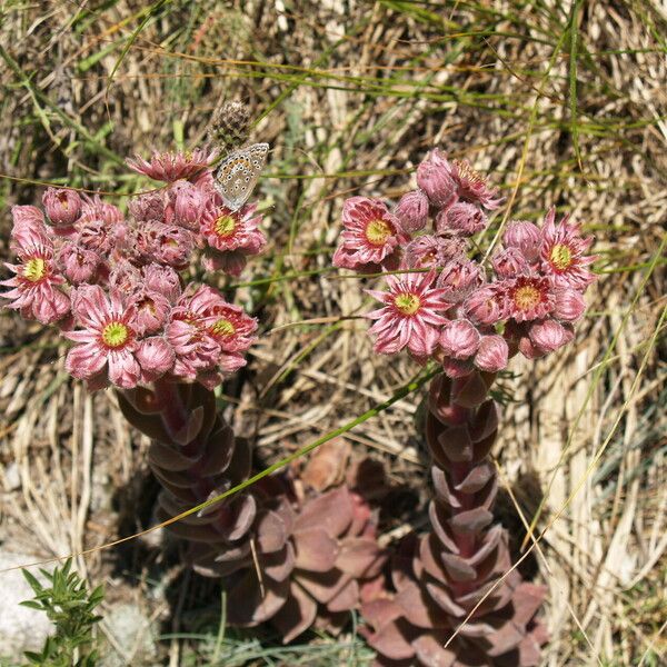 Sempervivum marmoreum Flors