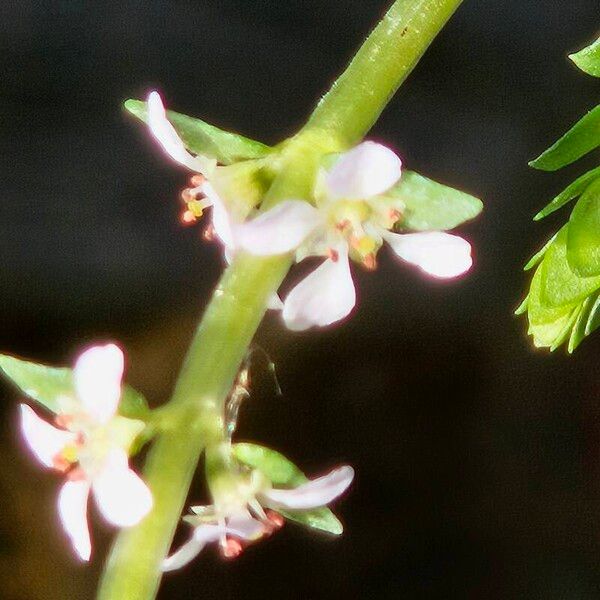 Rotala rotundifolia Flors